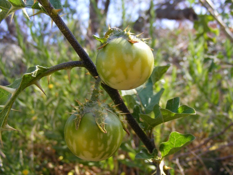 Solanum linneanum